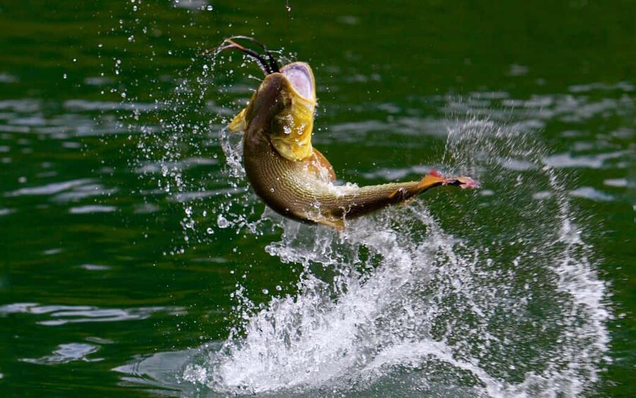 Rovaniemi: Summer & Autumn Fishing Tour in Lapland & BBQ - Getting to the Water: Pristine Lakes and Rivers, Not a Crowded Spot