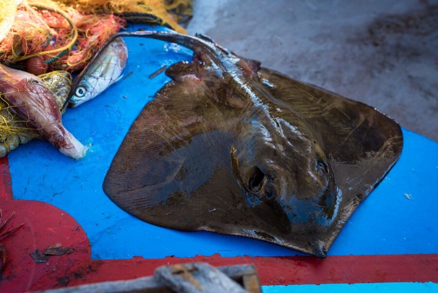 Santorini: Traditional Fishing Trip and Fresh Fish Lunch - Quick Take: What Makes This Trip Worth It