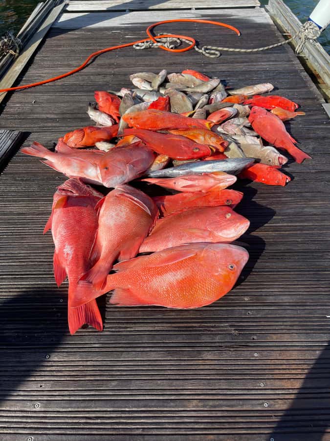 Seychelles: Guided Fishing Trip with Pickup and Equipment - Price and Value: When Private Up to 4 Makes Sense
