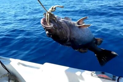 "Side Half-Day Fishing Adventure: Transfer Included!" - Side Fishing at 7:00am: What This Timing Really Means