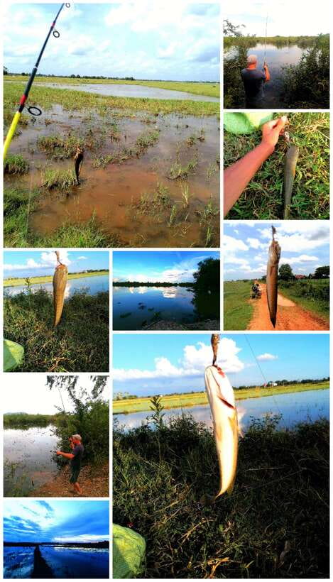 Siem Reap: Fishing in the rice fields, in the villages of Siem Reap - Snakehead basics: topwater frogs, tackle, and real technique