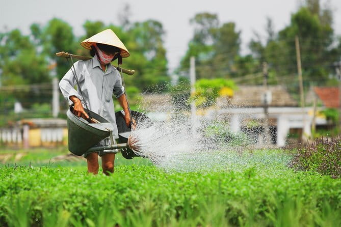 Small Group Bicycle Tour with Farming and Fishing Experience - Stop in Cam Thanh: Rice Paddies, Shrimp and Fish Farms, and Local Field Life