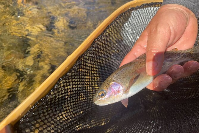 Smoky Mountains National Park Half Day Fly Fishing - Four Hours in the Smokies: Start-to-Finish Flow