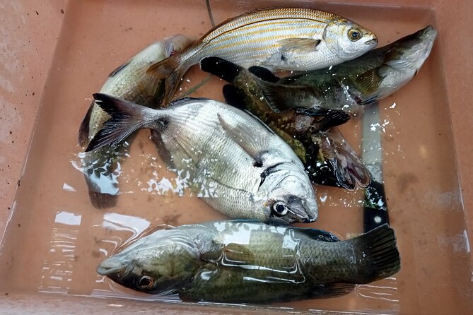 Snorkeling and Diving in the Gulf of Tavolara with Fishing - Tavolara Coast Stops: From Porto San Paolo to Capo Coda Cavallo