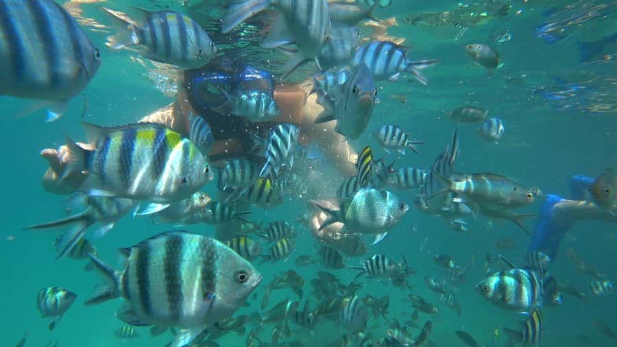 Snorkeling Kayaking Fishing Swimming Activities - Key Things I’d Plan For