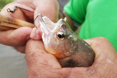 Solimoes River Piranha Fishing and Alligator Watching Tour - The Late-Afternoon Journey: From Manaus to Iranduba