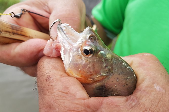 Solimoes River Piranha Fishing and Alligator Watching Tour - The Late-Afternoon Journey: From Manaus to Iranduba