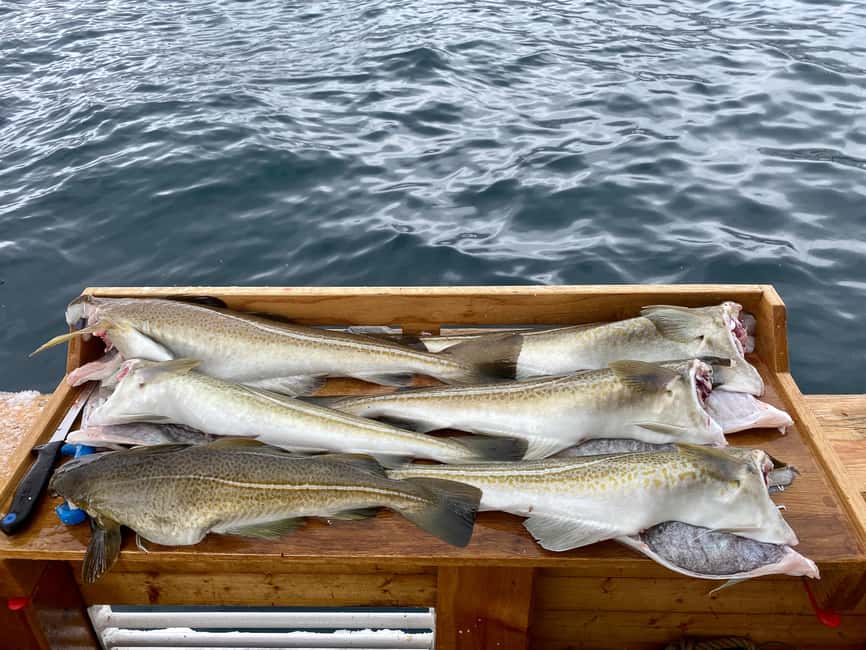 Tromsø: Fjord Fishing Cruise - Hermes II from Stortorget: comfort before you cast