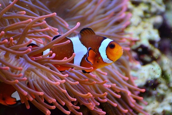 V.I.P Snorkeling & Fishing Tour ( Speed Boat ) Minimum 02 people - Speed Boat, Short Day on Nha Trang Bay: What You Get for $105