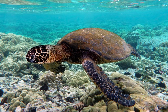 V.I.P Snorkeling & Fishing Tour ( Speed Boat ) Minimum 02 people - Price Check: When $105 Feels Fair (and When It Might Not)