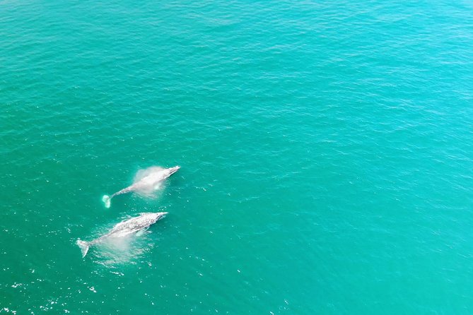 Whale Watching and Fishing Combination Excursions - Quick Take on What Makes This Tour Special