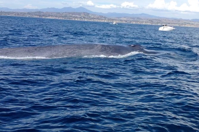 Whale Watching and Fishing Combination Excursions - RIB Boarding at Dana Point Harbor: Where You Start Sets the Mood