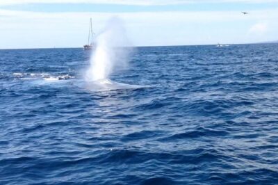 Whale Watching and Fishing Combination Excursions - The Whale-Watching Run: Dolphins First, Whales When They Decide