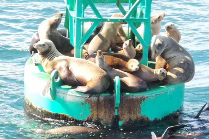Whale Watching and Fishing Combination Excursions - Small Group Size (Max 6): Why It Makes a Difference on the Water