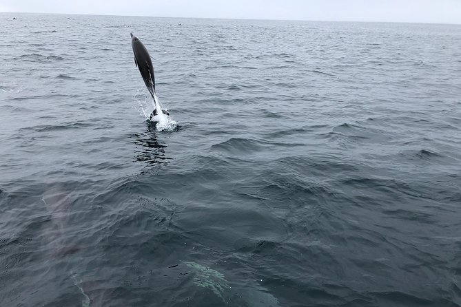 Whale Watching and Fishing Combination Excursions - Price and Value: How $170 Fits a 3-Hour Wildlife + Fishing Day