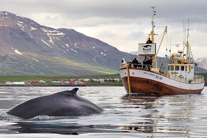 Whale Watching and Sea Angling Tour - Key things to know before you go