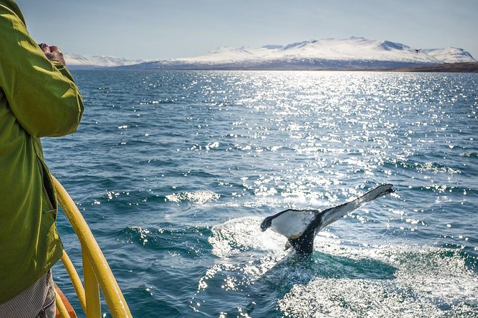Whale Watching and Sea Angling Tour - Whale Spotting in Eyjafjörður: what you’re really paying for