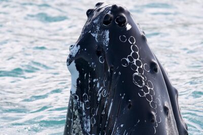 Whale Watching and Sea Angling Tour - Hauganes departure: meeting point, timing, and the Akureyri cruise connection