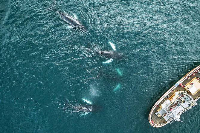 Whale Watching and Sea Angling Tour - Sea angling on the same trip: fun add-on or your real goal?