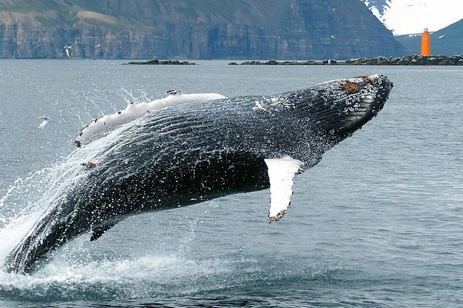 Whale Watching and Sea Angling Tour - Price and value: is $100 per person worth it?