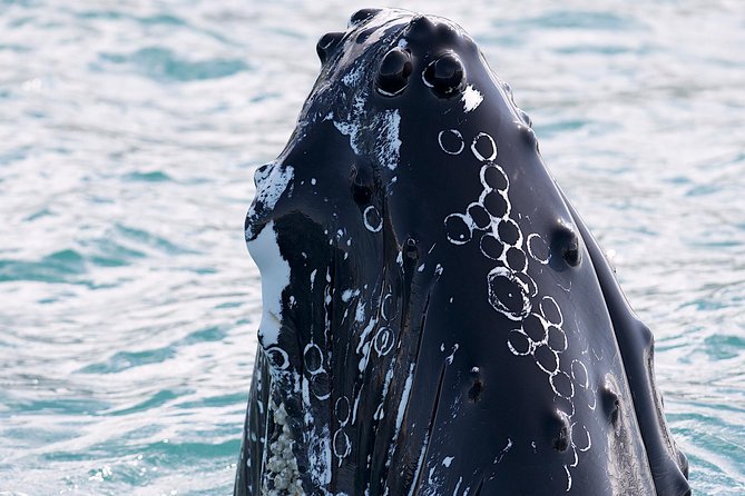 Whale Watching and Sea Angling Tour - Hauganes departure: meeting point, timing, and the Akureyri cruise connection