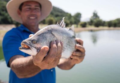 Wonga Beach: Hook-A-Barra Fishing Experience - Seeing barramundi first: the viewing tanks moment