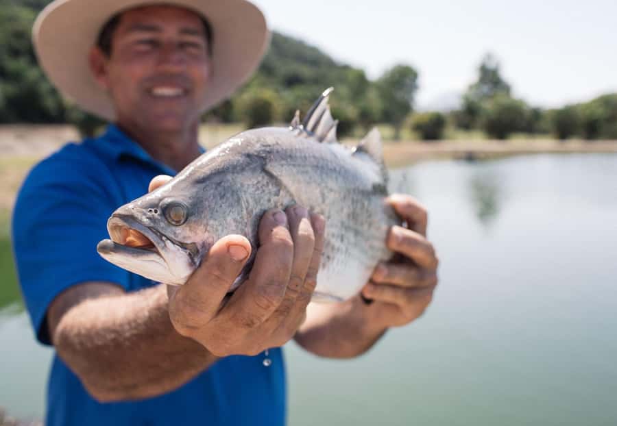 Wonga Beach: Hook-A-Barra Fishing Experience - Seeing barramundi first: the viewing tanks moment