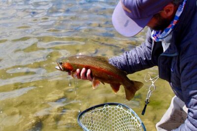 Yellowstone Full Day Wade Fishing Trip - Yellowstone’s Targets: Cutthroat, Rainbows, Browns, and a Surprise