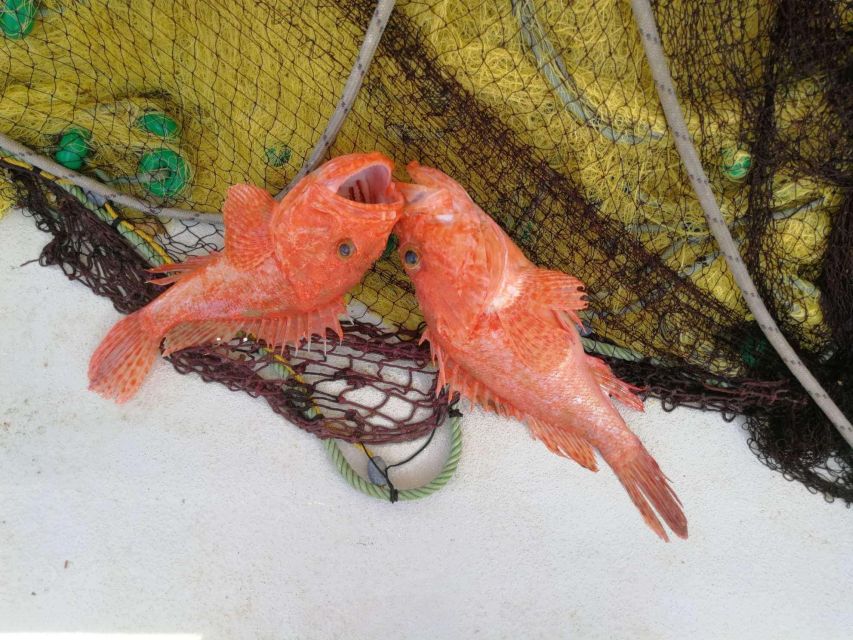 Zante Fishing Tours - Fishing net time: you can participate, and safety comes first