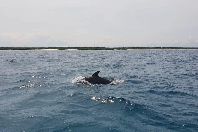 Zanzibar Deep Sea Fishing & Local fishing. - Mnemba Island snorkeling: reef life, marine reserve rules, and dolphins