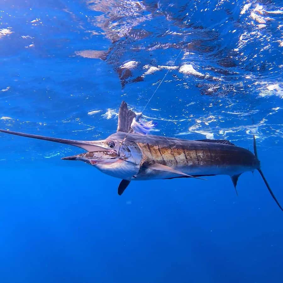 ZANZIBAR FISHING EXPRIENCE - Reef Fishing Lesson After the Open-Water Chase